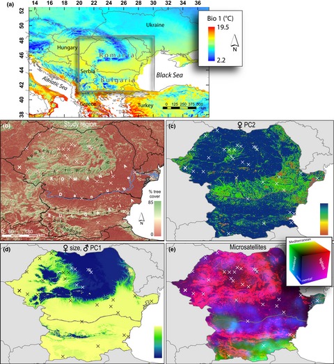 Environmental selection is a main driver of divergence in house sparrows (Passer domesticus) in Romania and Bulgaria