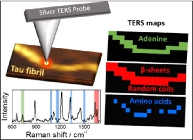 Chemical Imaging of RNA-Tau Amyloid Fibrils at the Nanoscale Using Tip-Enhanced Raman Spectroscopy