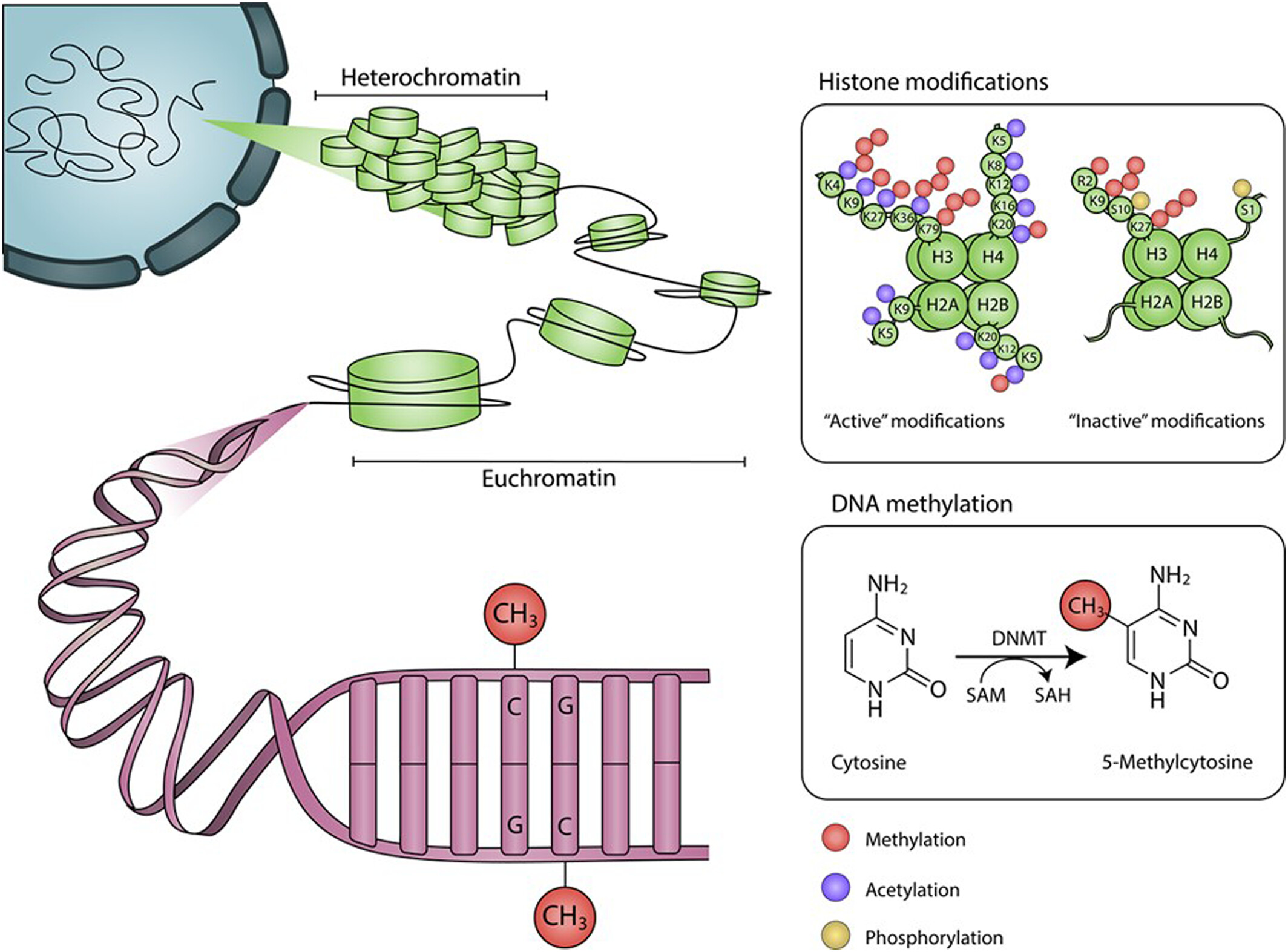 Epigenetics and ultraviolet radiation: Implications for skin ageing and carcinogenesis
