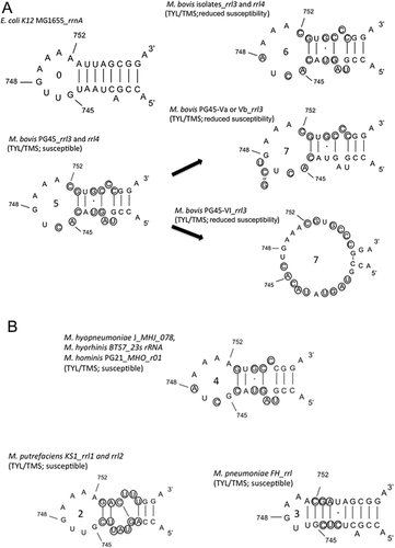 Details are in the caption following the image Details are in the caption following the image