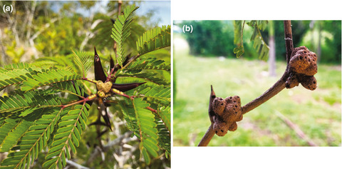 Association patterns of swollen-thorn acacias with three ant species and other organisms in a dry forest of Panama