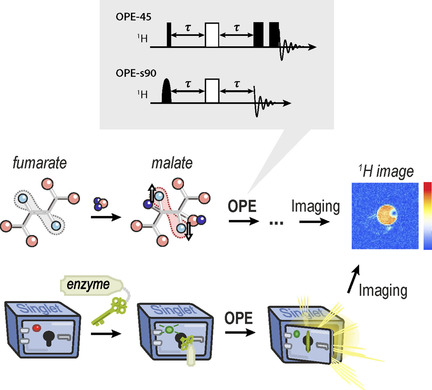 Singulett-Kontrast-Magnetresonanztomographie: Freisetzung der Hyperpolarisation durch den Metabolismus**
