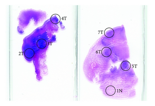 Details are in the caption following the image Details are in the caption following the image