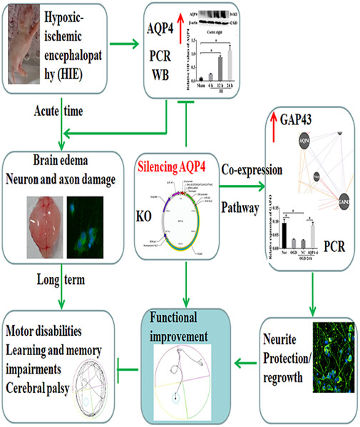 AQP4 knockout promotes neurite outgrowth via upregulating GAP43 expression in infant rats with hypoxic-ischemic brain injury