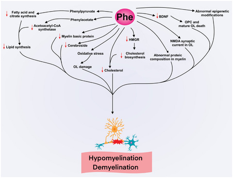White matter disturbances in phenylketonuria: Possible underlying mechanisms