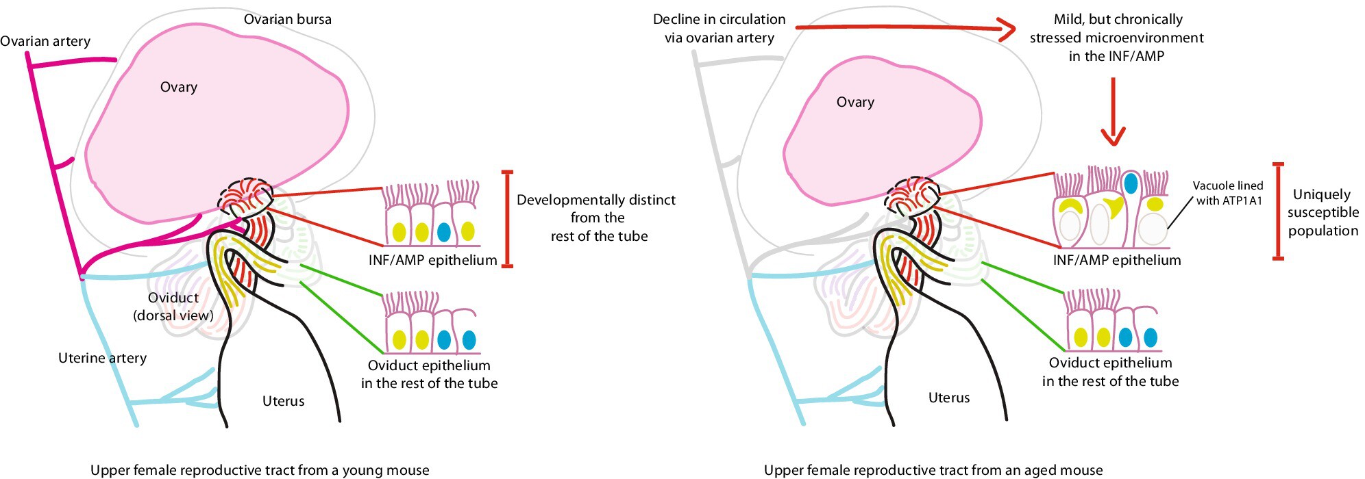 Aging-Associated Vacuolation of Multi-Ciliated Cells in the Distal Mouse Oviduct Reflects Unique Cell Identity and Luminal Microenvironment