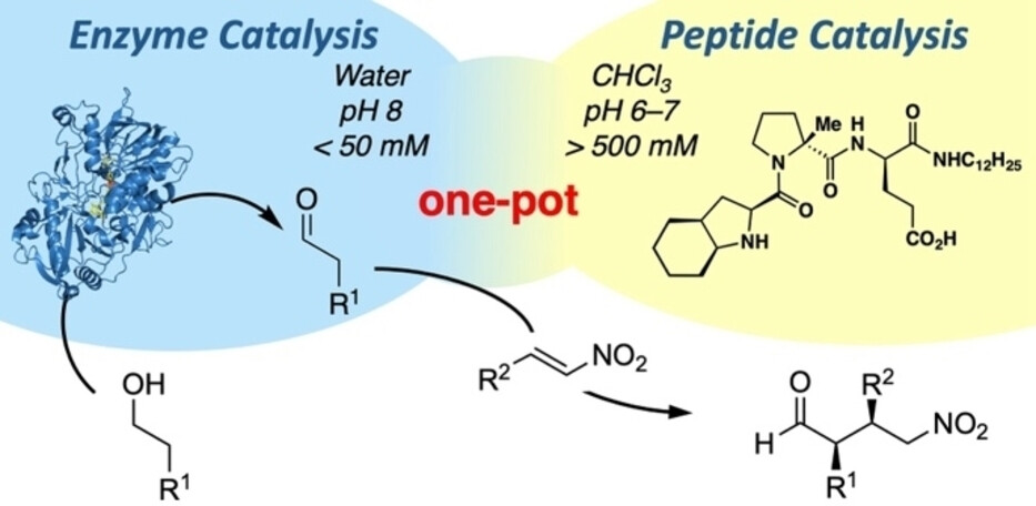 Peptide and Enzyme Catalysts Work in Concert in Stereoselective Cascade Reactions—Oxidation followed by Conjugate Addition