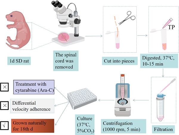 Study of the method of spinal cord neuron culture in Sprague–Dawley rats