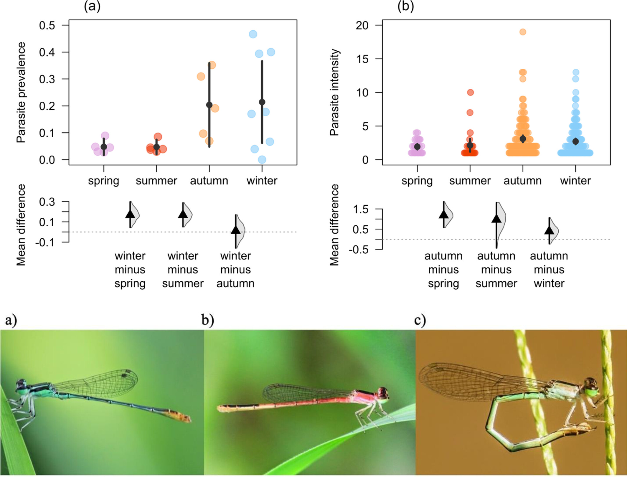 Cooler and drier conditions increase parasitism in a subtropical damselfly population