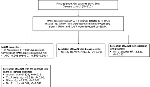 MALT1 positively correlates with Th1 cells, Th17 cells, and their secreted cytokines and also relates to disease risk, severity, and prognosis of acute ischemic stroke