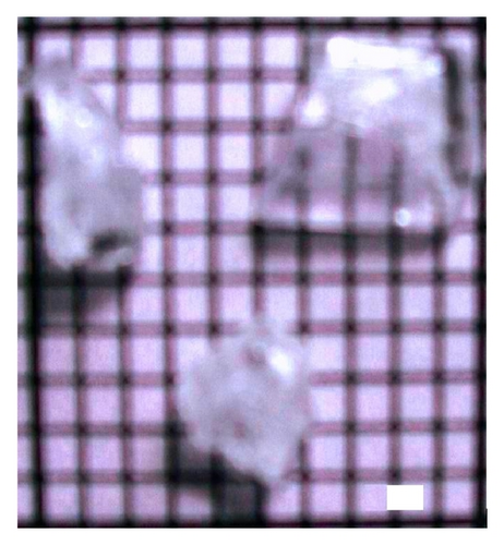 Details are in the caption following the image