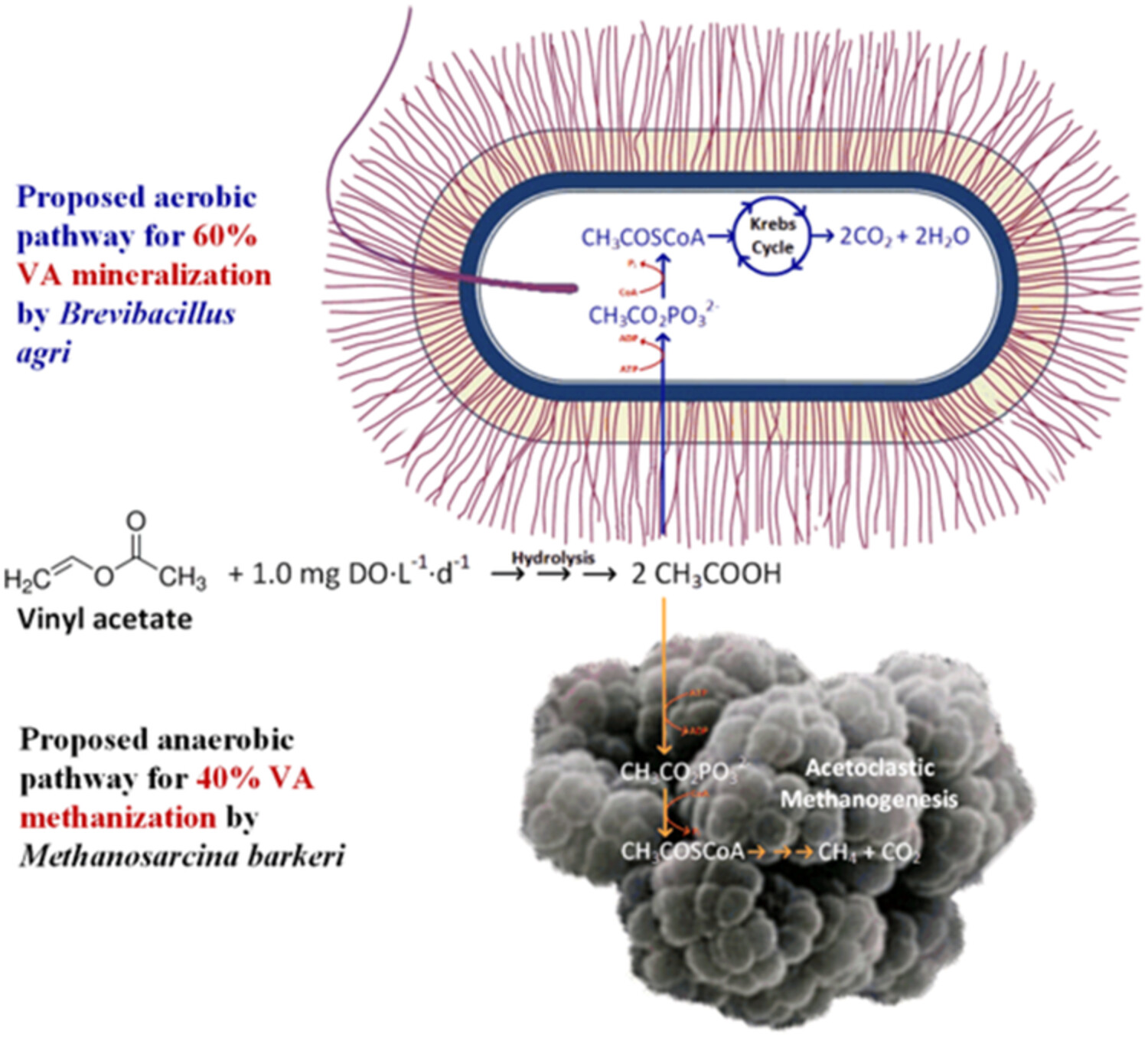 Influence of oxygen on the vinyl acetate elimination pathway and microbial community structure of methanogenic sludge