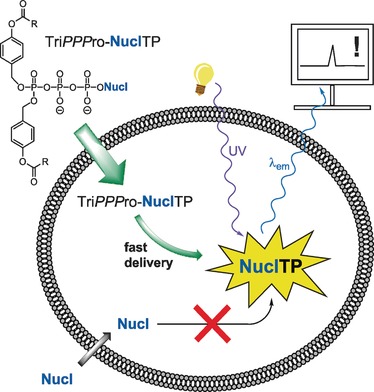 Membrane-permeable Triphosphate Prodrugs of Nucleoside Analogues
