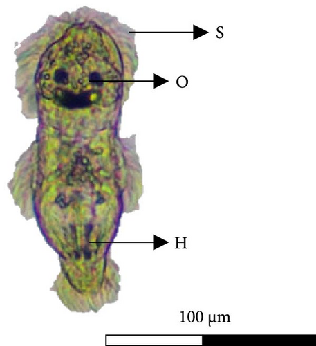 Details are in the caption following the image Details are in the caption following the image