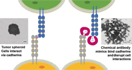 Chemical Antibody Mimics Inhibit Cadherin-Mediated Cell–Cell Adhesion: A Promising Strategy for Cancer Therapy