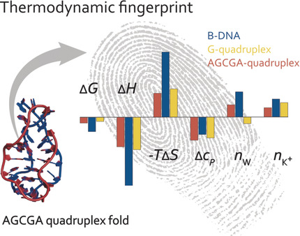 Energetic Basis of AGCGA-Rich DNA Folding into a Tetrahelical Structure