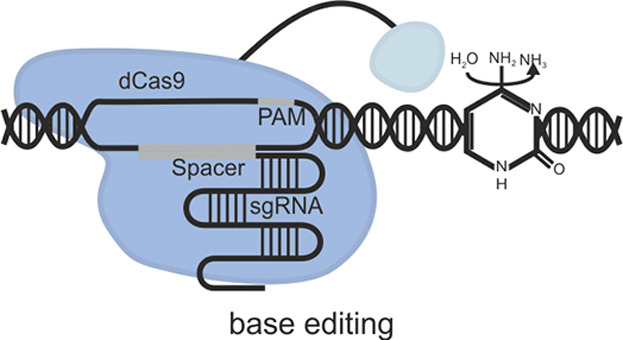 The CRISPR/Cas revolution continues: From efficient gene editing for crop breeding to plant synthetic biology