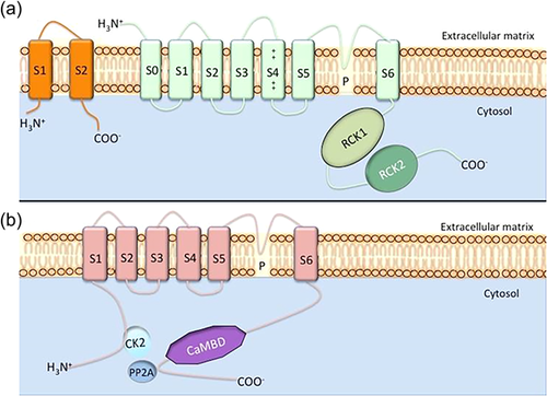 Details are in the caption following the image Details are in the caption following the image