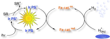 Light-Driven Hydrogen Generation: Efficient Iron-Based Water Reduction Catalysts