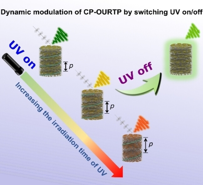 Dynamically Modulating the Dissymmetry Factor of Circularly Polarized Organic Ultralong Room-Temperature Phosphorescence from Soft Helical Superstructures