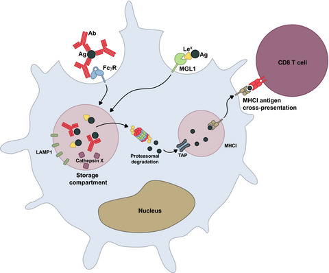 Distinct antigen uptake receptors route to the same storage compartments for cross-presentation in dendritic cells
