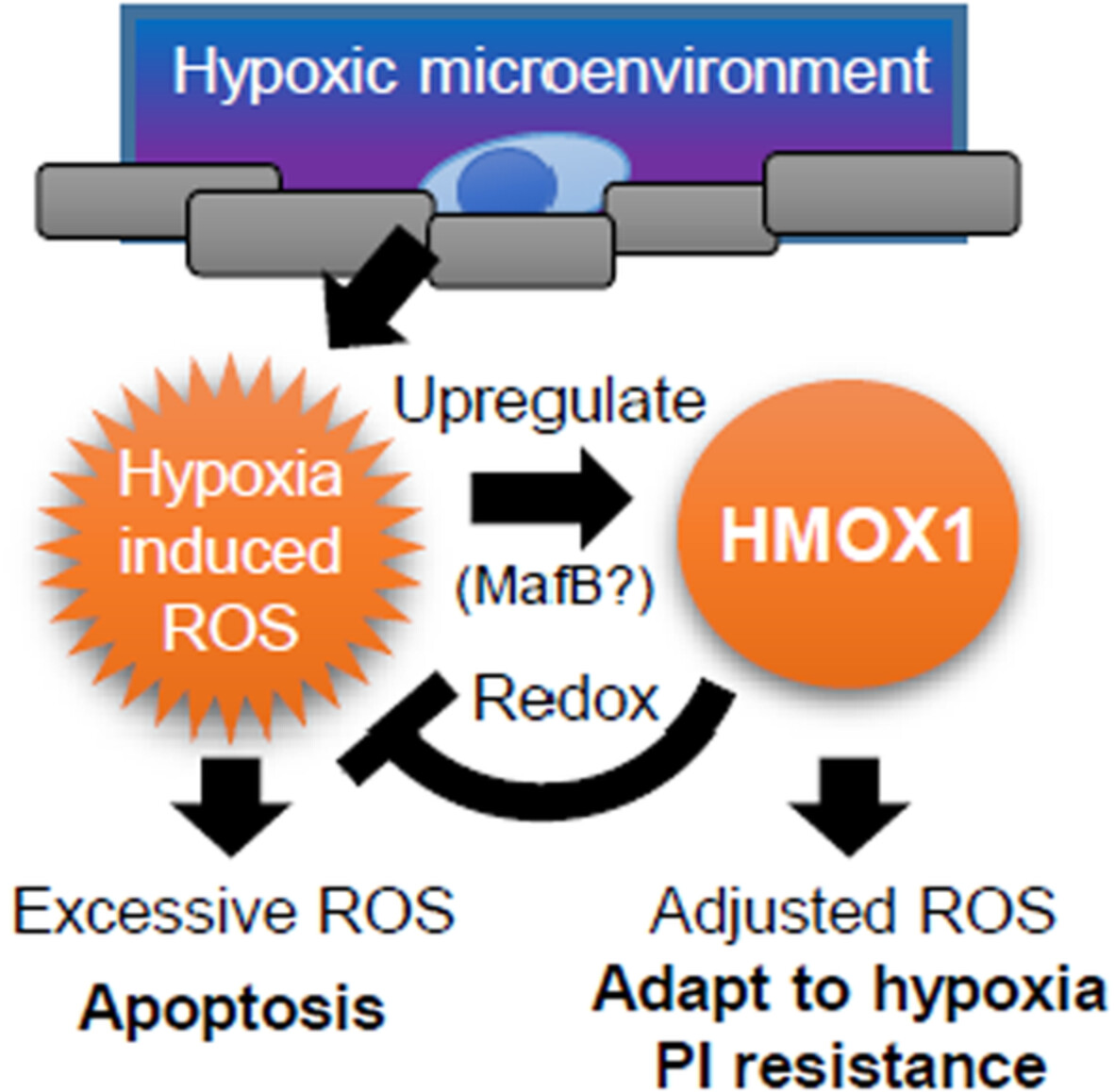 Hypoxia-induced oxidative stress promotes therapy resistance via upregulation of heme oxygenase-1 in multiple myeloma