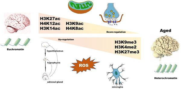 Aging-related histone modification changes in brain function