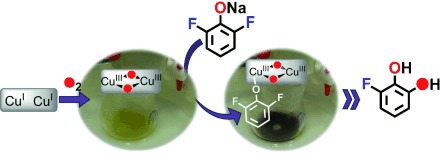 Selective Ortho-Hydroxylation–Defluorination of 2-Fluorophenolates with a Bis(μ-oxo)dicopper(III) Species