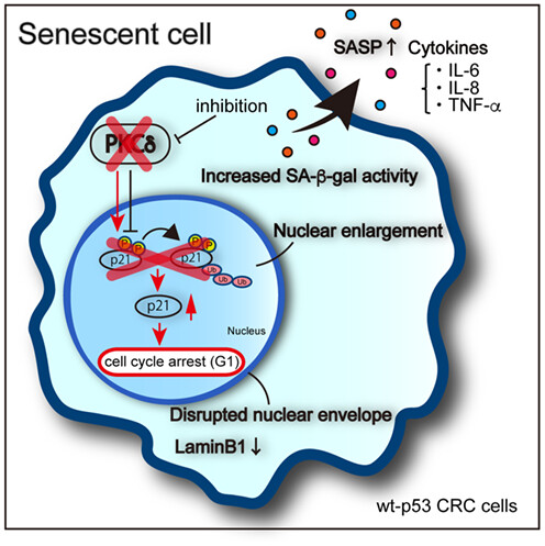 Inhibition of protein kinase C delta leads to cellular senescence to induce anti-tumor effects in colorectal cancer