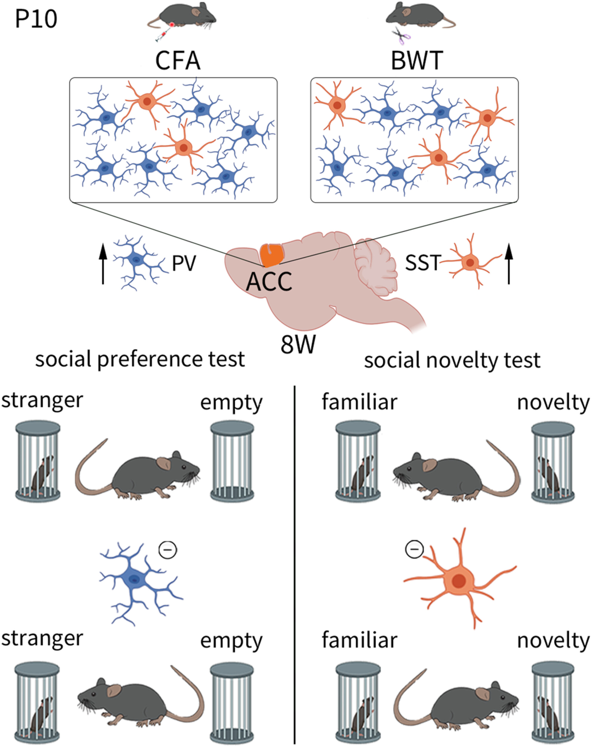 PV and SST neurons in the anterior cingulate cortex regulate social disorders in adulthood induced by sensory abnormalities in childhood