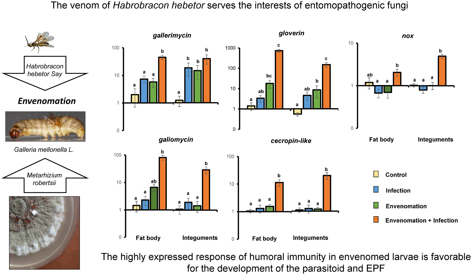 Wax moth larvae demonstrate a high level of humoral immunity after envenomation by parasitoid Habrobracon hebetor