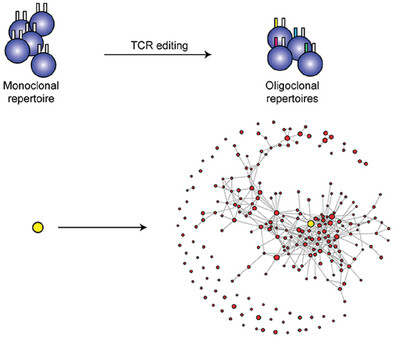Probing TCR Specificity Using Artificial In Vivo Diversification of CDR3 Regions