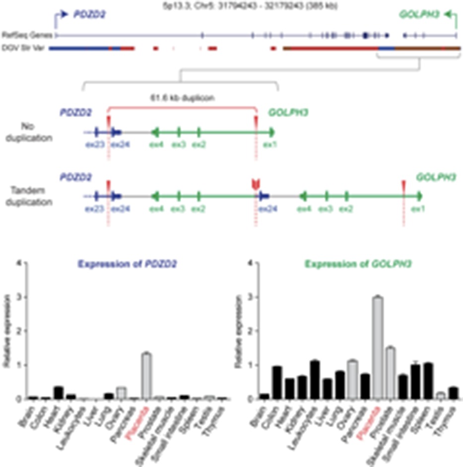 Structural Genomic Variation as Risk Factor for Idiopathic Recurrent Miscarriage