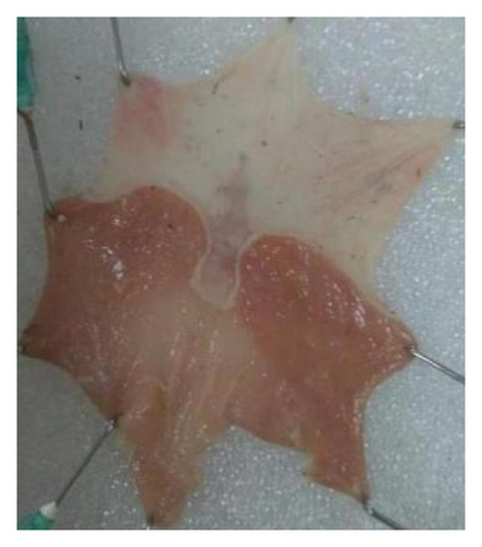 Details are in the caption following the image Details are in the caption following the image