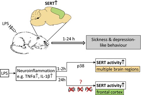 Elevation of cortical serotonin transporter activity upon peripheral immune challenge is regulated independently of p38 mitogen-activated protein kinase activation and transporter phosphorylation