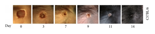 Details are in the caption following the image