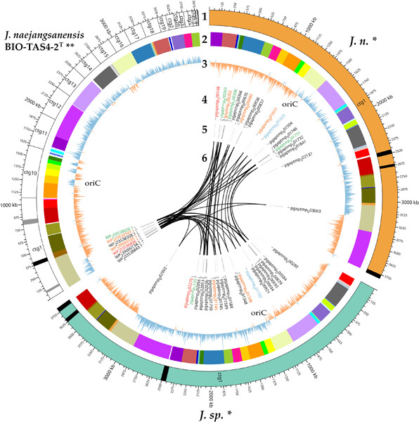 Isolation, biochemical characterization, and genome sequencing of two high-quality genomes of a novel chitinolytic Jeongeupia species