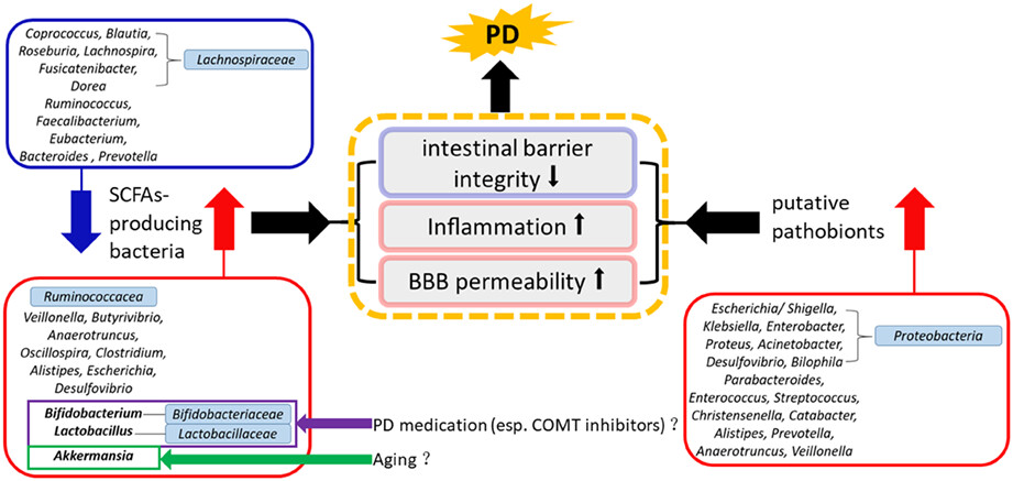 Gut bacterial profiles in Parkinson's disease: A systematic review