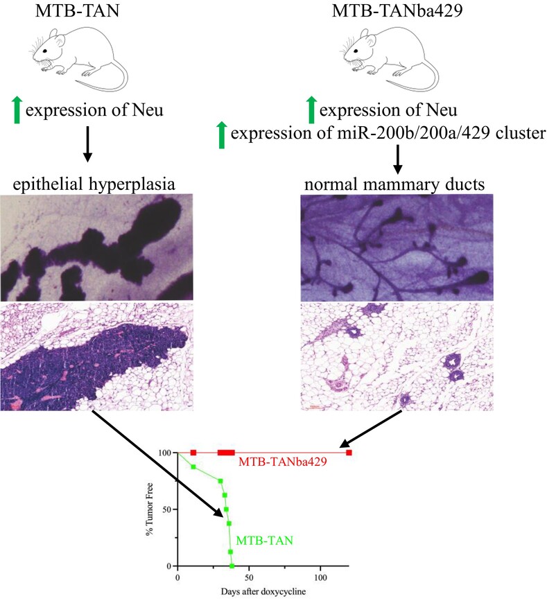 Transgenic overexpression of the miR-200b/200a/429 cluster prevents mammary tumor initiation in Neu/Erbb2 transgenic mice