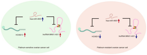 Comprehensive network analysis of dysregulated genes revealed MNX1-AS1/hsa-miR-4697-3p/HOXB13 axis in ovarian cancer chemotherapy response