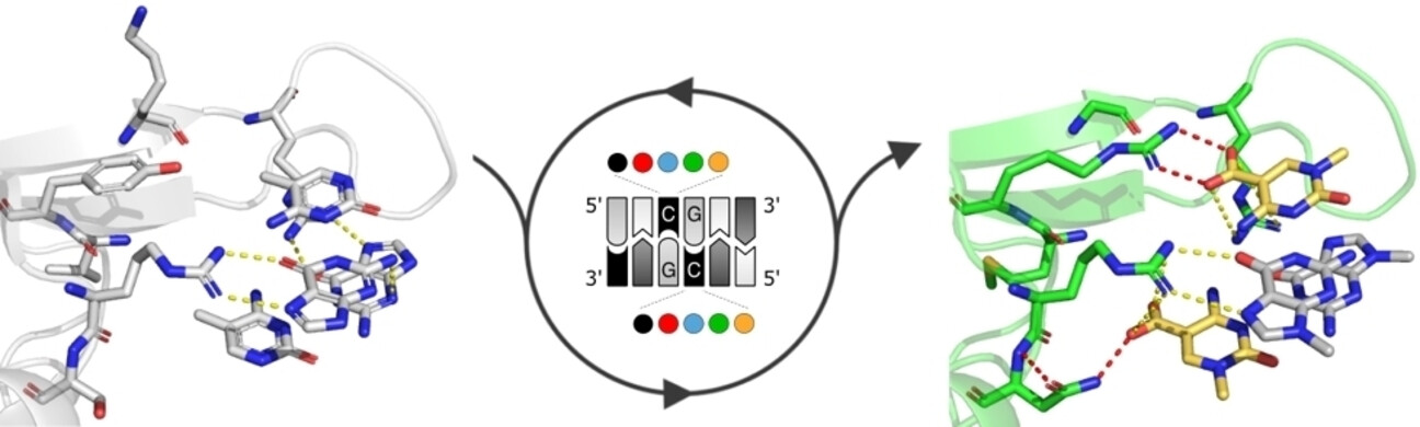 Evolved Readers of 5-Carboxylcytosine CpG Dyads Reveal a High Versatility of the Methyl-CpG-Binding Domain for Recognition of Noncanonical Epigenetic Marks