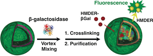 Systemically Injectable Enzyme-Loaded Polyion Complex Vesicles as In Vivo Nanoreactors Functioning in Tumors