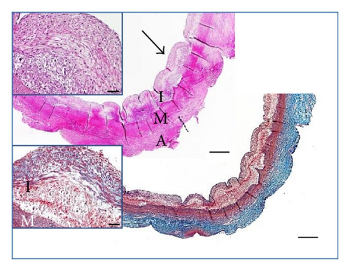 Details are in the caption following the image Details are in the caption following the image