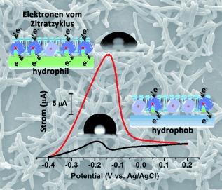 Wettability-Regulated Extracellular Electron Transfer from the Living Organism of Shewanella loihica PV-4