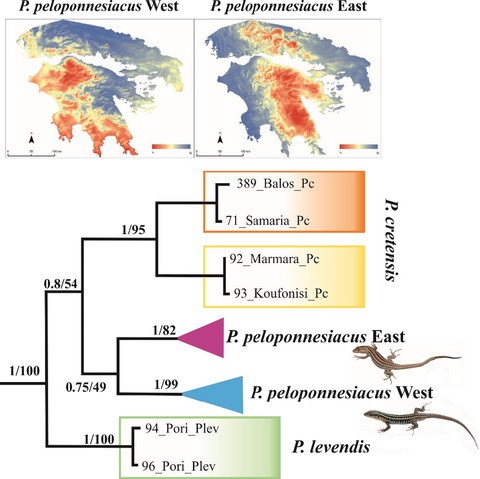 Evidence of cryptic diversity in Podarcis peloponnesiacus and re-evaluation of its current taxonomy; insights from genetic, morphological, and ecological data