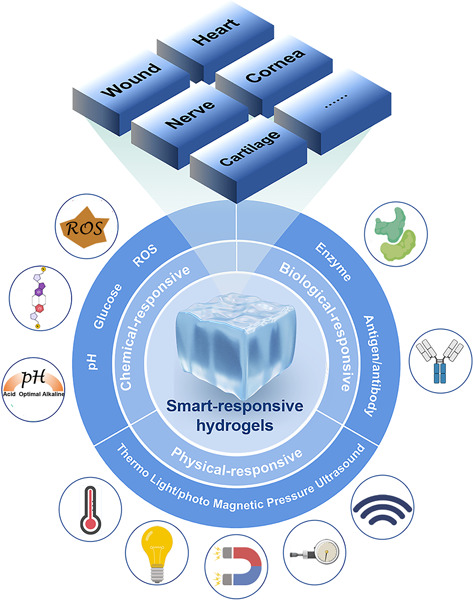 Recent advances in smart-responsive hydrogels for tissue repairing Issue 2, 2022