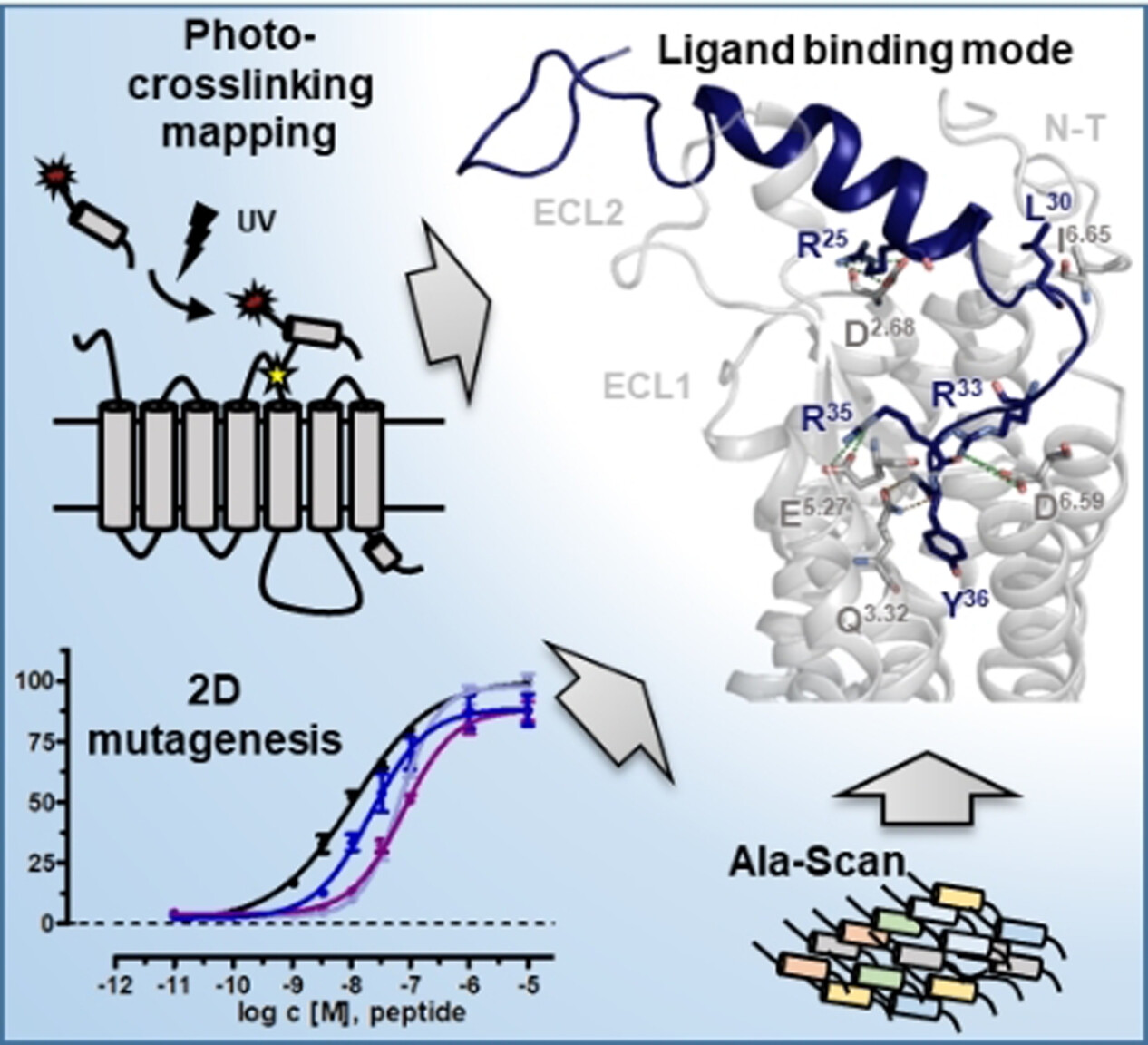 Binding of Natural Peptide Ligands to the Neuropeptide Y5 Receptor