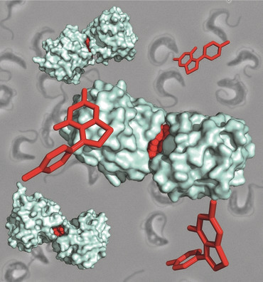 Inhibitor-Induced Dimerization of an Essential Oxidoreductase from African Trypanosomes