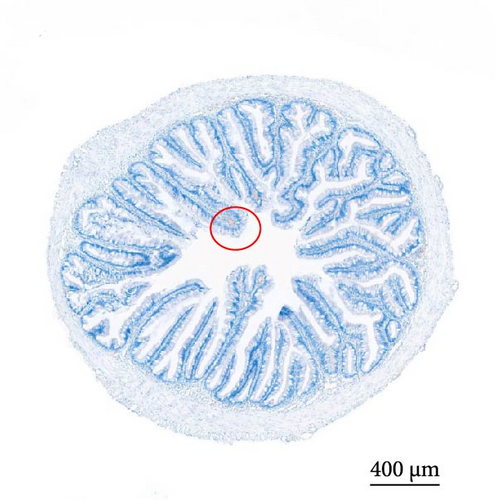 Details are in the caption following the image Details are in the caption following the image