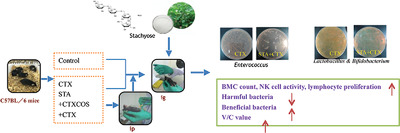 Stachyose Prevents Intestinal Mucosal Injury in the Immunosuppressed Mice